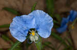 Whitemouth dayflower 